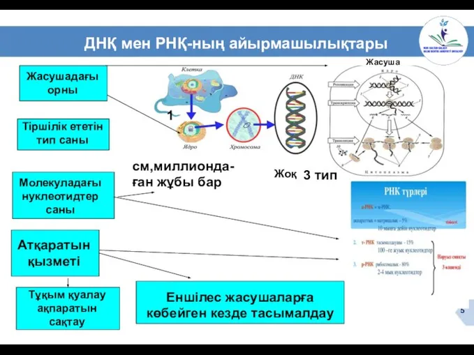 ДНҚ мен РНҚ-ның айырмашылықтары Жасушадағы орны Тіршілік ететін тип саны Молекуладағы нуклеотидтер