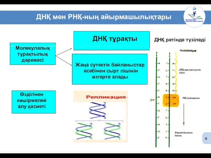 ДНҚ мен РНҚ-ның айырмашылықтары Жаңа сутектік байланыстар есебінен сырт пішінін өзгерте алады