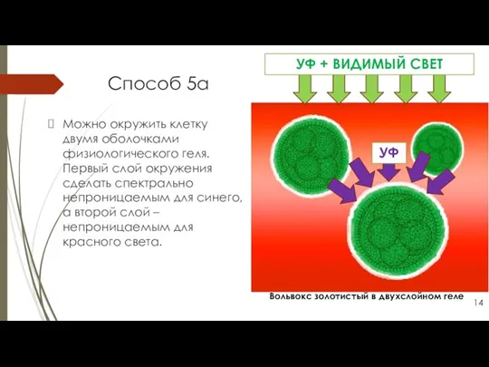 Способ 5а Можно окружить клетку двумя оболочками физиологического геля. Первый слой окружения