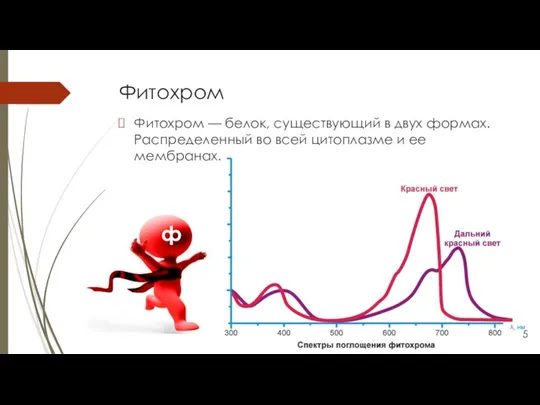 Фитохром Фитохром — белок, существующий в двух формах. Распределенный во всей цитоплазме