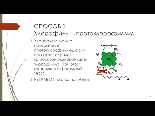 СПОСОБ 1 Хлорофилл →протохлорофиллид Хлорофилл можно превратить в протохлорофиллид, если провести гидролиз