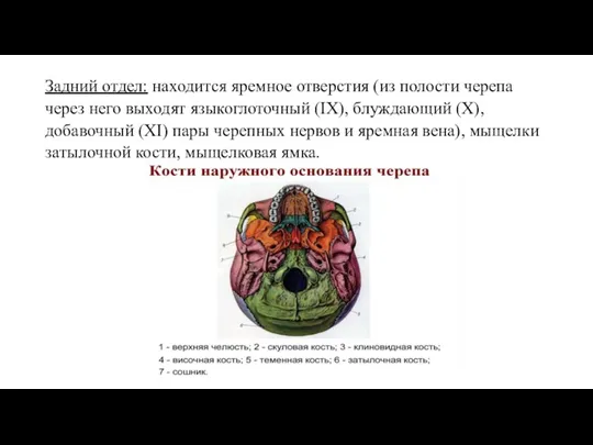 Задний отдел: находится яремное отверстия (из полости черепа через него выходят языкоглоточный