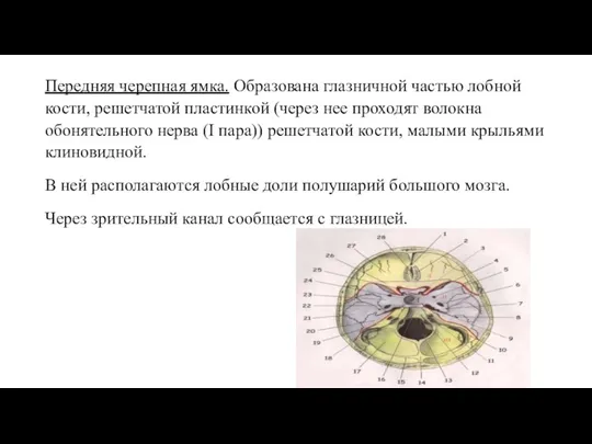 Передняя черепная ямка. Образована глазничной частью лобной кости, решетчатой пластинкой (через нее