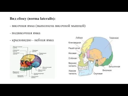 Вид сбоку (norma lateralis): - височная ямка (выполнена височной мышцей) - подвисочная