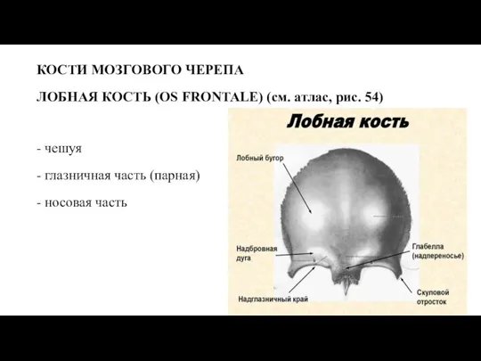 КОСТИ МОЗГОВОГО ЧЕРЕПА ЛОБНАЯ КОСТЬ (OS FRONTALE) (см. атлас, рис. 54) -