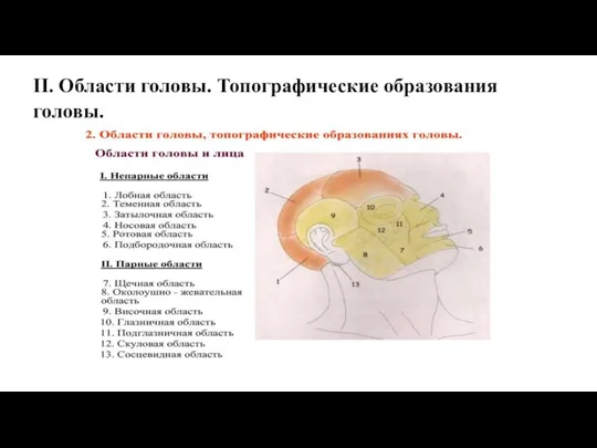 II. Области головы. Топографические образования головы.