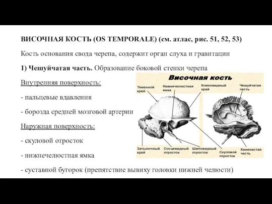 ВИСОЧНАЯ КОСТЬ (OS TEMPORALE) (см. атлас, рис. 51, 52, 53) Кость основания