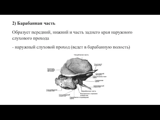 2) Барабанная часть Образует передний, нижний и часть заднего края наружного слухового