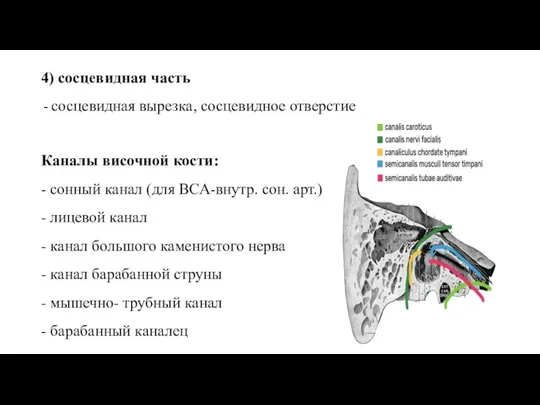 4) сосцевидная часть сосцевидная вырезка, сосцевидное отверстие Каналы височной кости: - сонный