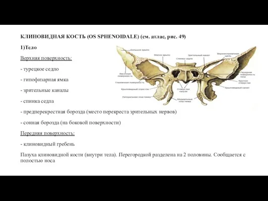 КЛИНОВИДНАЯ КОСТЬ (OS SPHENOIDALE) (см. атлас, рис. 49) 1)Тело Верхняя поверхность: -