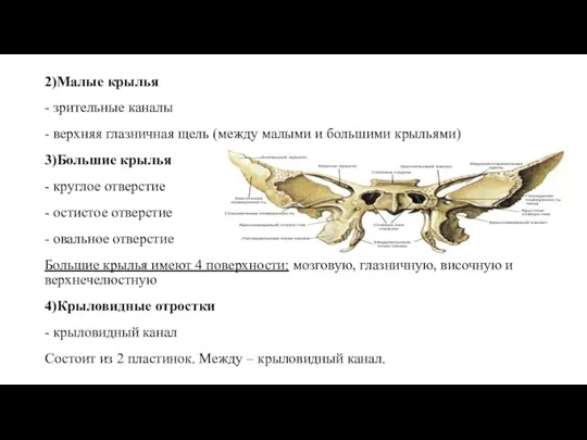 2)Малые крылья - зрительные каналы - верхняя глазничная щель (между малыми и