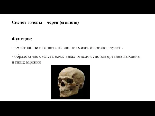 Скелет головы – череп (cranium) Функции: - вместилище и защита головного мозга