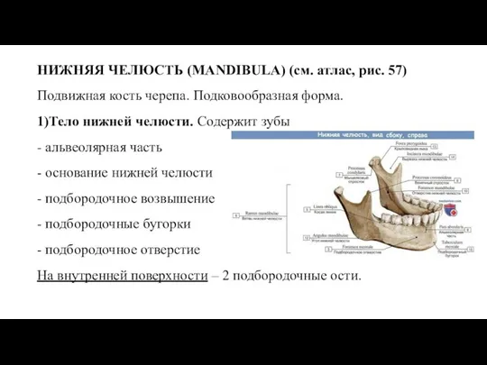 НИЖНЯЯ ЧЕЛЮСТЬ (MANDIBULA) (см. атлас, рис. 57) Подвижная кость черепа. Подковообразная форма.