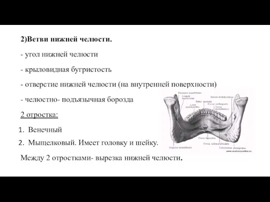 2)Ветви нижней челюсти. - угол нижней челюсти - крыловидная бугристость - отверстие