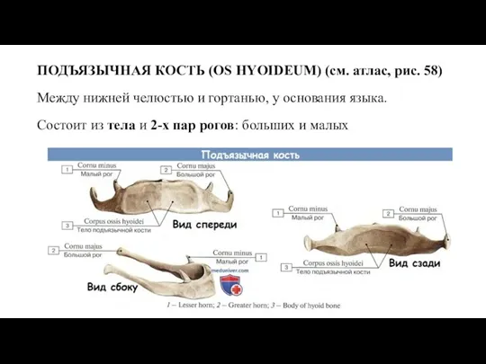 ПОДЪЯЗЫЧНАЯ КОСТЬ (OS HYOIDEUM) (см. атлас, рис. 58) Между нижней челюстью и