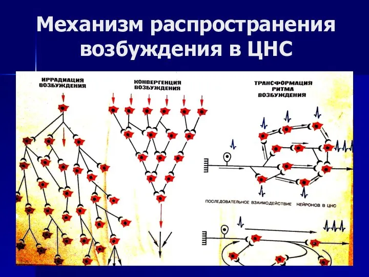 Механизм распространения возбуждения в ЦНС