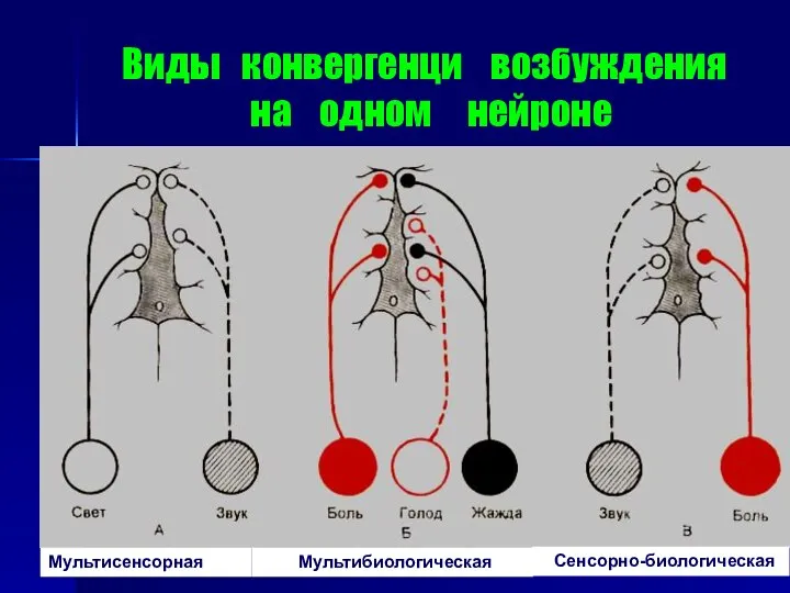 Виды конвергенци возбуждения на одном нейроне Сенсорно-биологическая