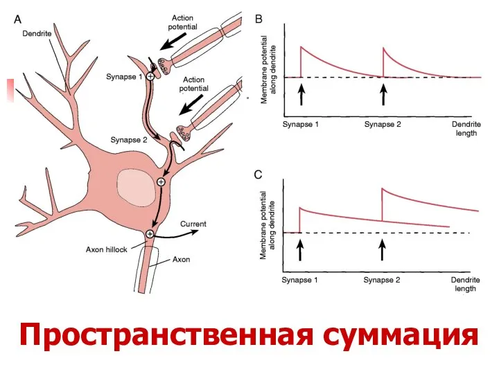 Пространственная суммация