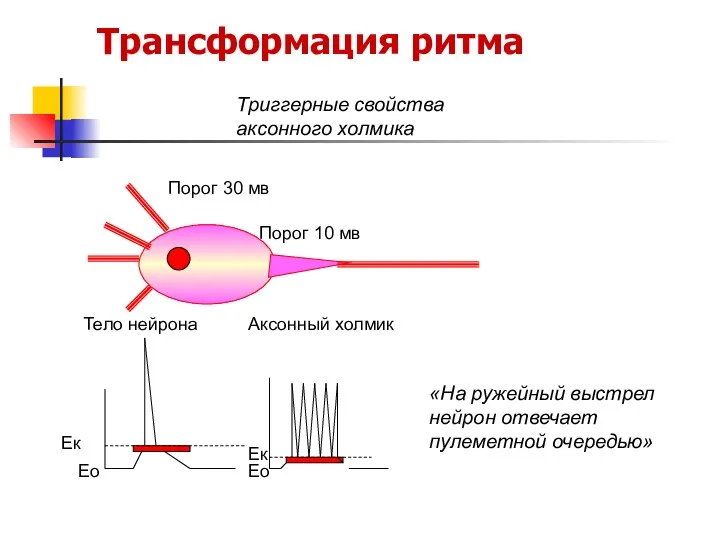 Трансформация ритма Триггерные свойства аксонного холмика «На ружейный выстрел нейрон отвечает пулеметной очередью»