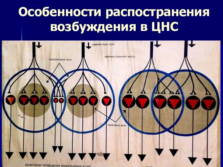 Особенности распостранения возбуждения в ЦНС