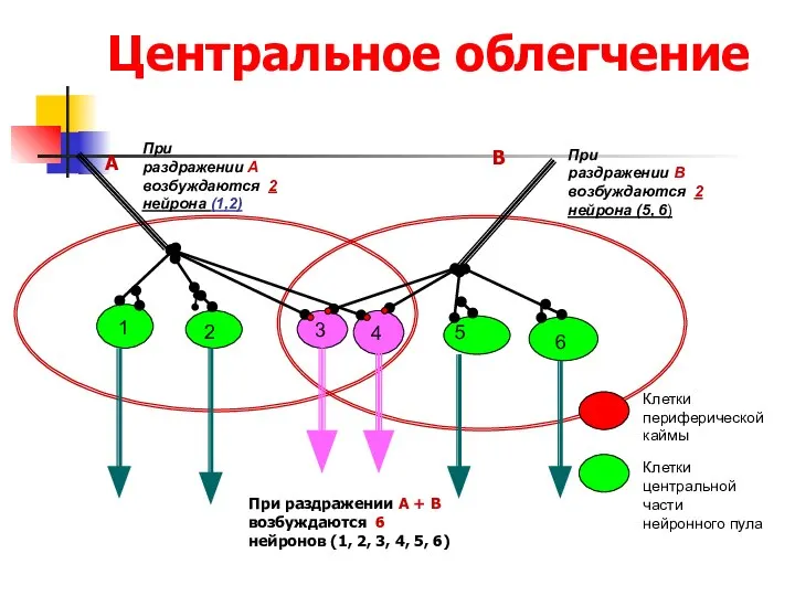 Центральное облегчение 1 2 3 4 5 6 А В При раздражении