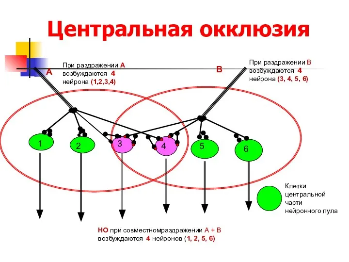 Центральная окклюзия 1 2 3 4 5 6 А В При раздражении