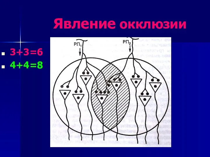 Явление окклюзии 3+3=6 4+4=8