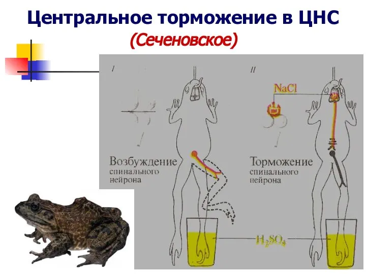 Центральное торможение в ЦНС (Сеченовское)