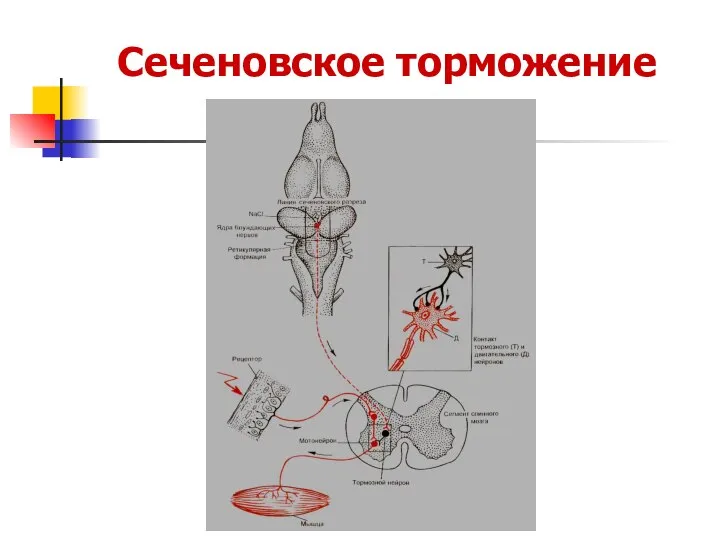 Сеченовское торможение