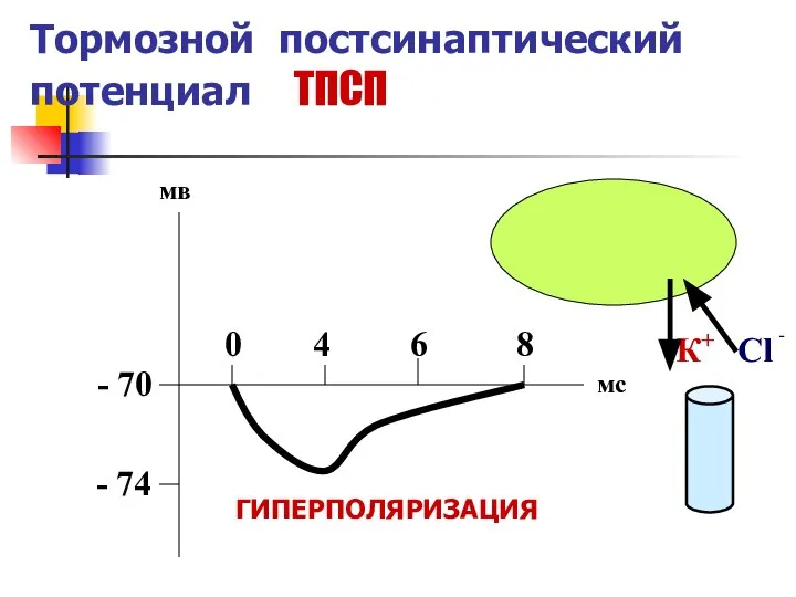 Тормозной постсинаптический потенциал ТПСП - 70 - 74 0 4 6 8