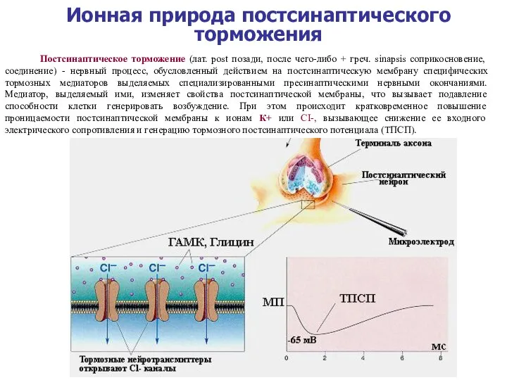 Ионная природа постсинаптического торможения Постсинаптическое торможение (лат. post позади, после чего-либо +