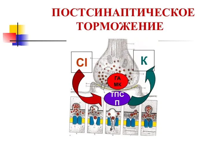 ПОСТСИНАПТИЧЕСКОЕ ТОРМОЖЕНИЕ ГАМК ТПСП Cl К