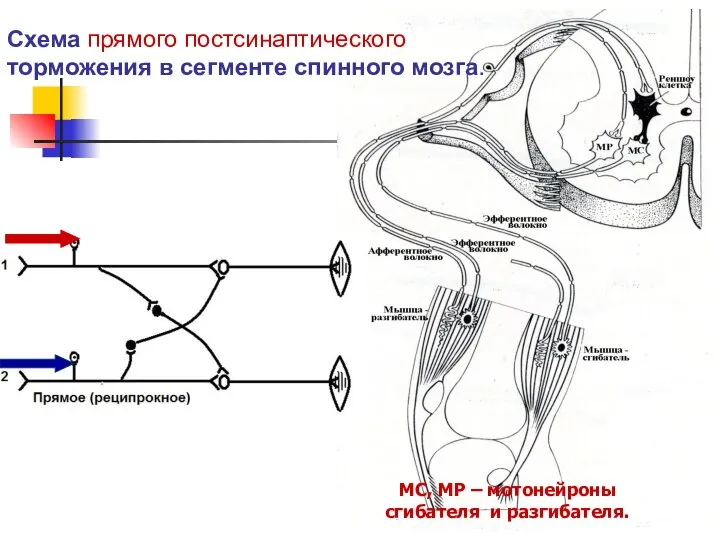 МС, МР – мотонейроны сгибателя и разгибателя. Схема прямого постсинаптического торможения в сегменте спинного мозга.