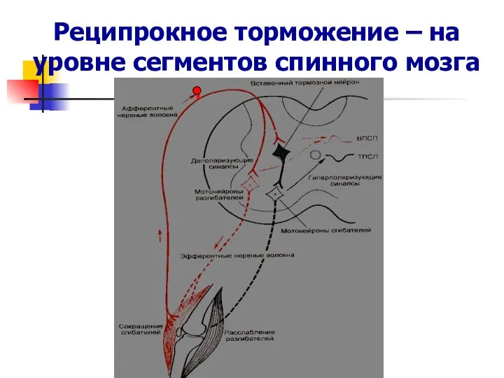 Реципрокное торможение – на уровне сегментов спинного мозга