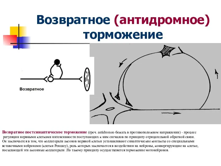 Возвратное (антидромное) торможение Возвратное постсинаптическое торможение (греч. antidromeo бежать в противоположном направлении)