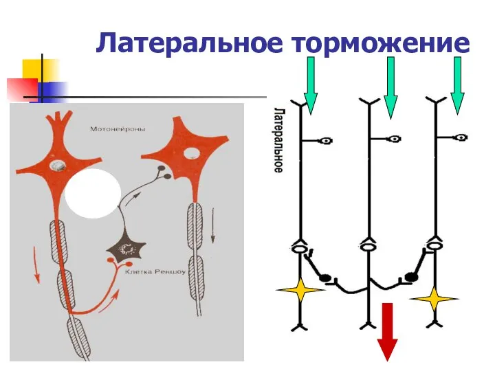 Латеральное торможение