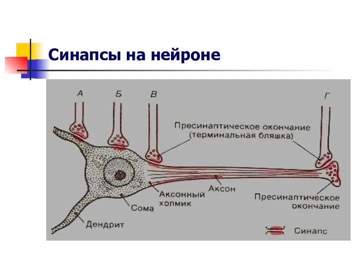 Синапсы на нейроне