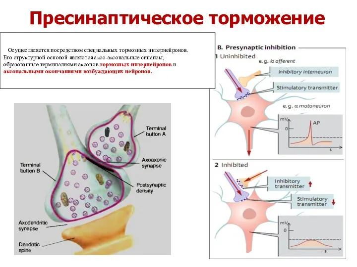 Пресинаптическое торможение Осуществляется посредством специальных тормозных интернейронов. Его структурной основой являются аксо-аксональные