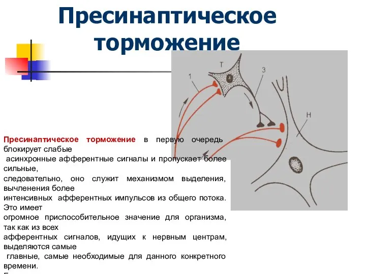 Пресинаптическое торможение Пресинаптическое торможение в первую очередь блокирует слабые асинхронные афферентные сигналы