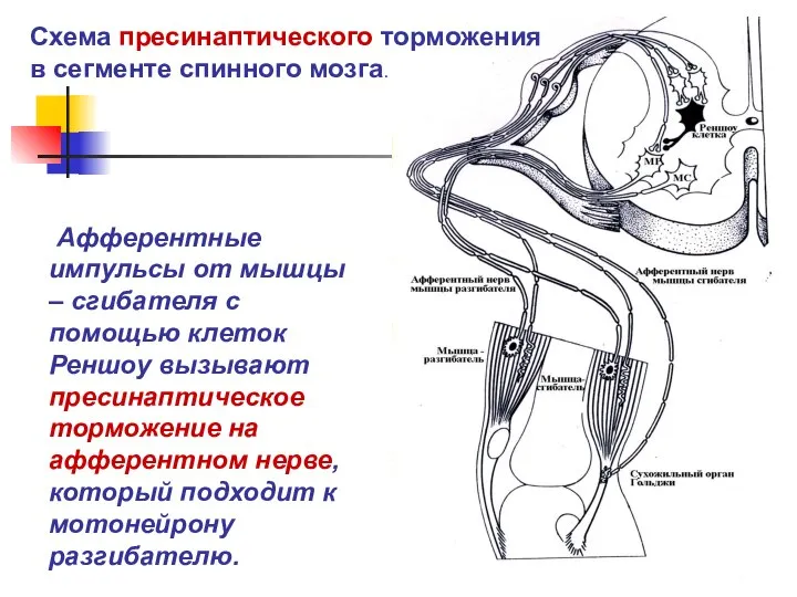 Афферентные импульсы от мышцы – сгибателя с помощью клеток Реншоу вызывают пресинаптическое