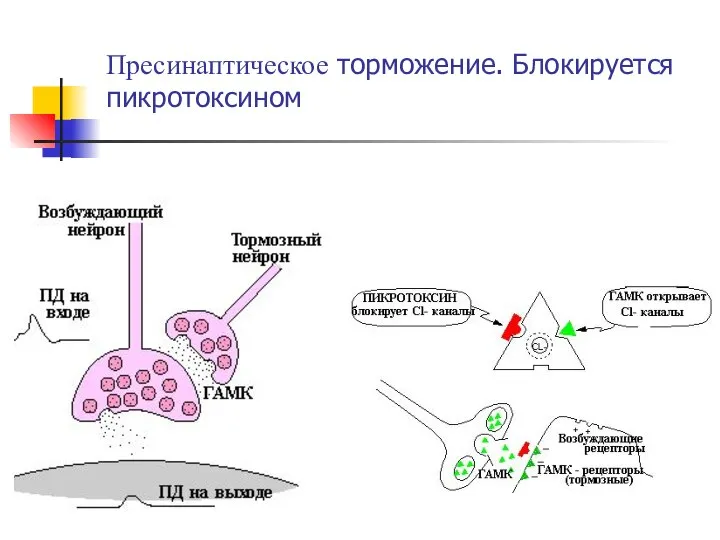 Пресинаптическое торможение. Блокируется пикротоксином