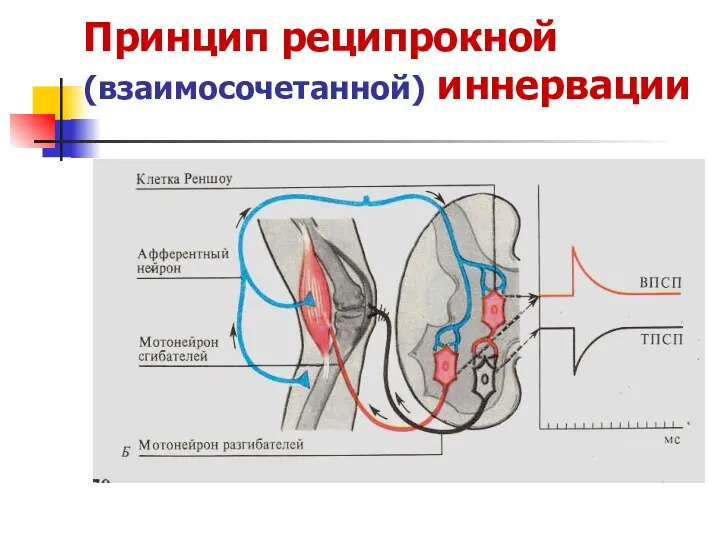 Принцип реципрокной (взаимосочетанной) иннервации