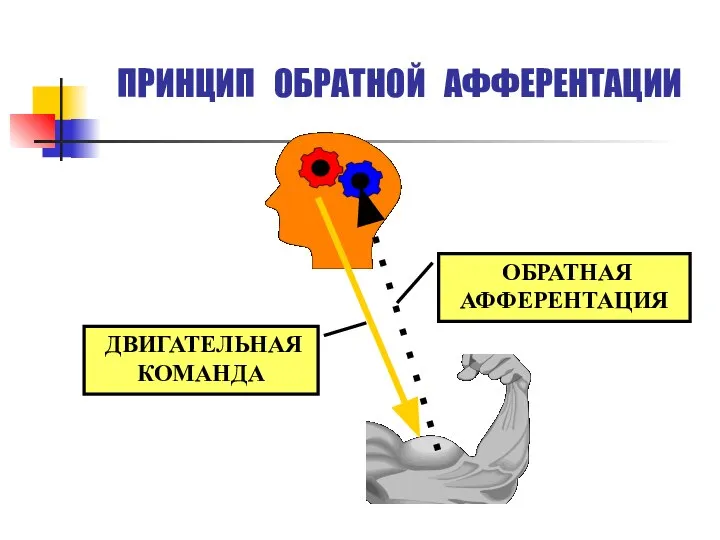 ПРИНЦИП ОБРАТНОЙ АФФЕРЕНТАЦИИ ДВИГАТЕЛЬНАЯ КОМАНДА ОБРАТНАЯ АФФЕРЕНТАЦИЯ