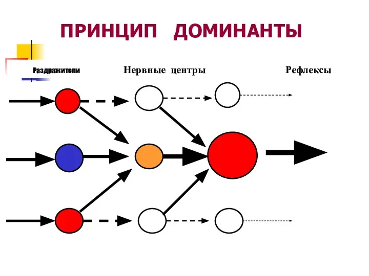 ПРИНЦИП ДОМИНАНТЫ Раздражители Нервные центры Рефлексы