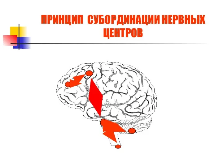 ПРИНЦИП СУБОРДИНАЦИИ НЕРВНЫХ ЦЕНТРОВ