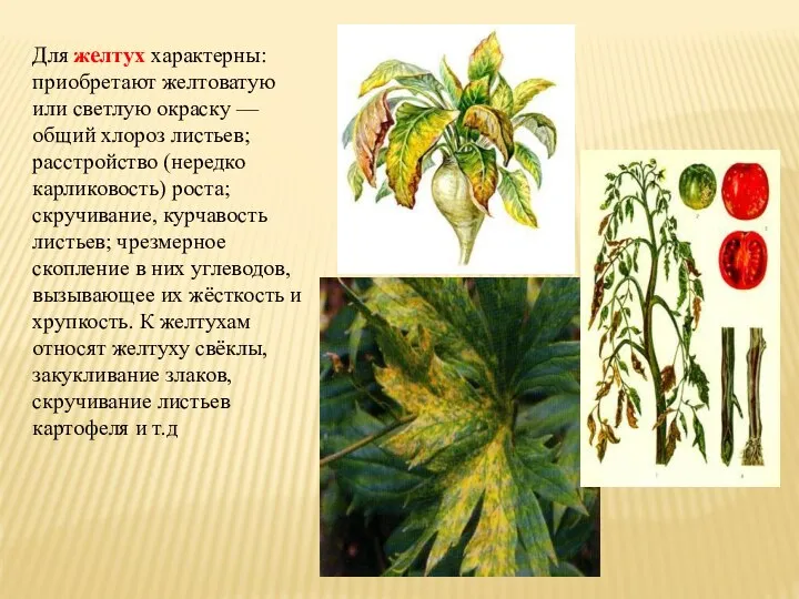 Для желтух характерны: приобретают желтоватую или светлую окраску — общий хлороз листьев;