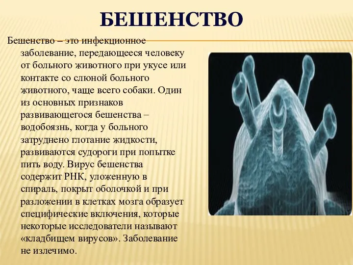 БЕШЕНСТВО Бешенство – это инфекционное заболевание, передающееся человеку от больного животного при