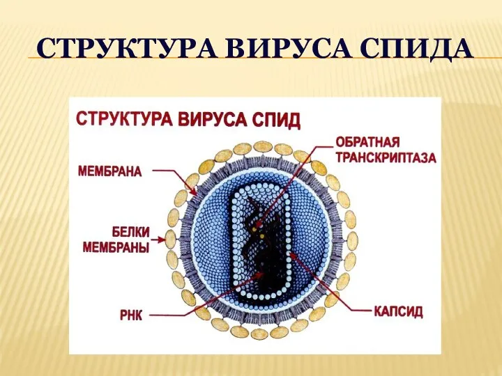 СТРУКТУРА ВИРУСА СПИДА