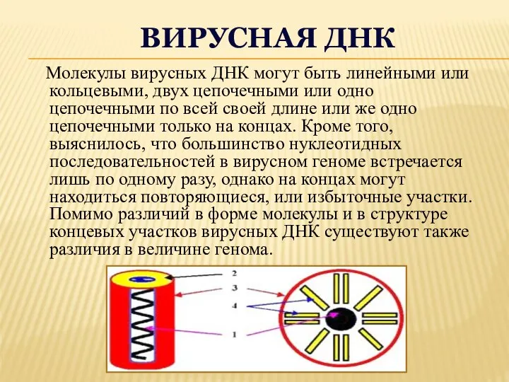 ВИРУСНАЯ ДНК Молекулы вирусных ДНК могут быть линейными или кольцевыми, двух цепочечными