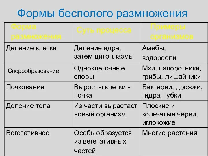 Формы бесполого размножения Форма размножения Суть процесса Примеры организмов Спорообразование